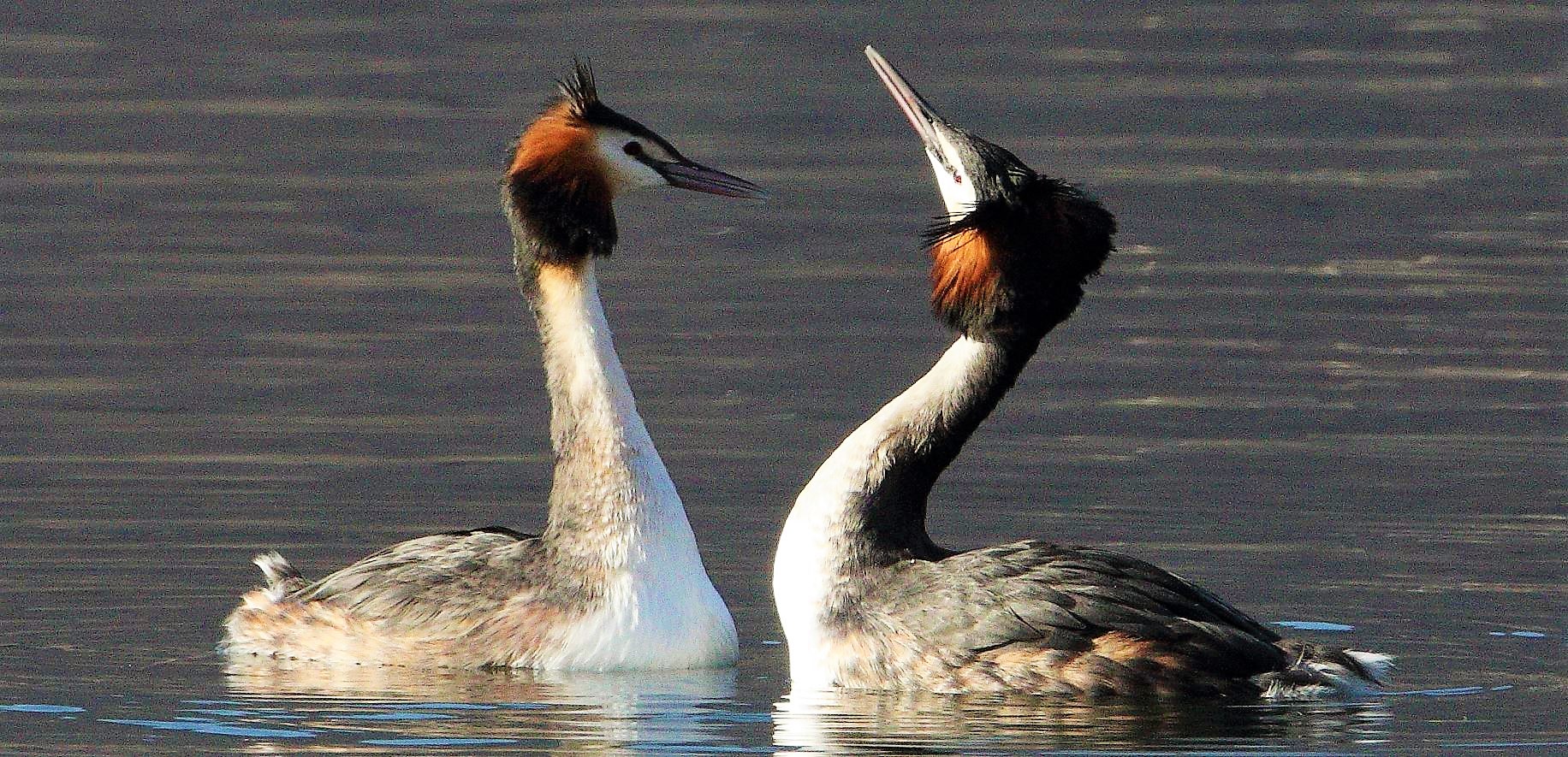 great grebes 12-02-2022