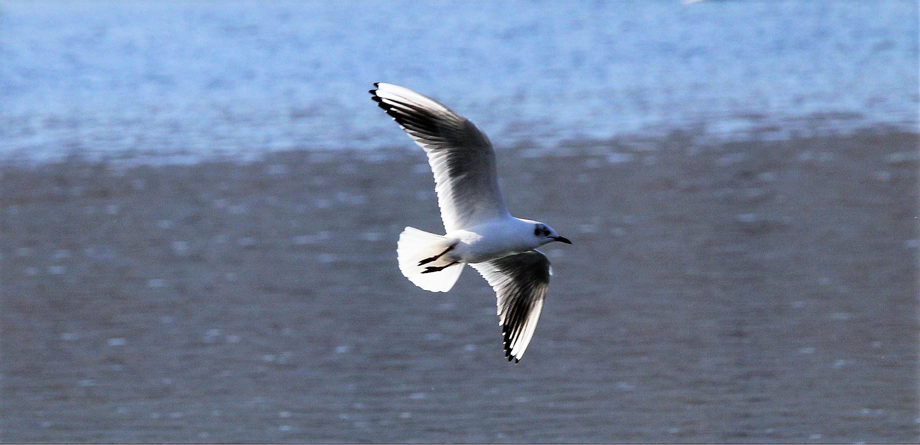 terrestrial gull 12-02-2022