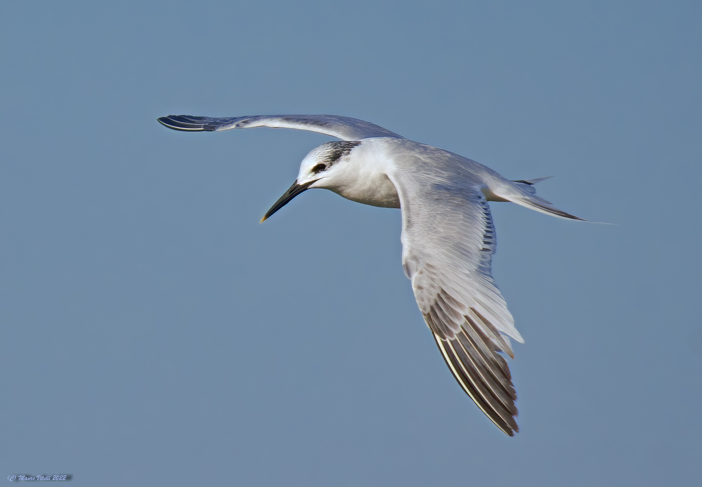 Fishbill (Sterna sandvicensis)