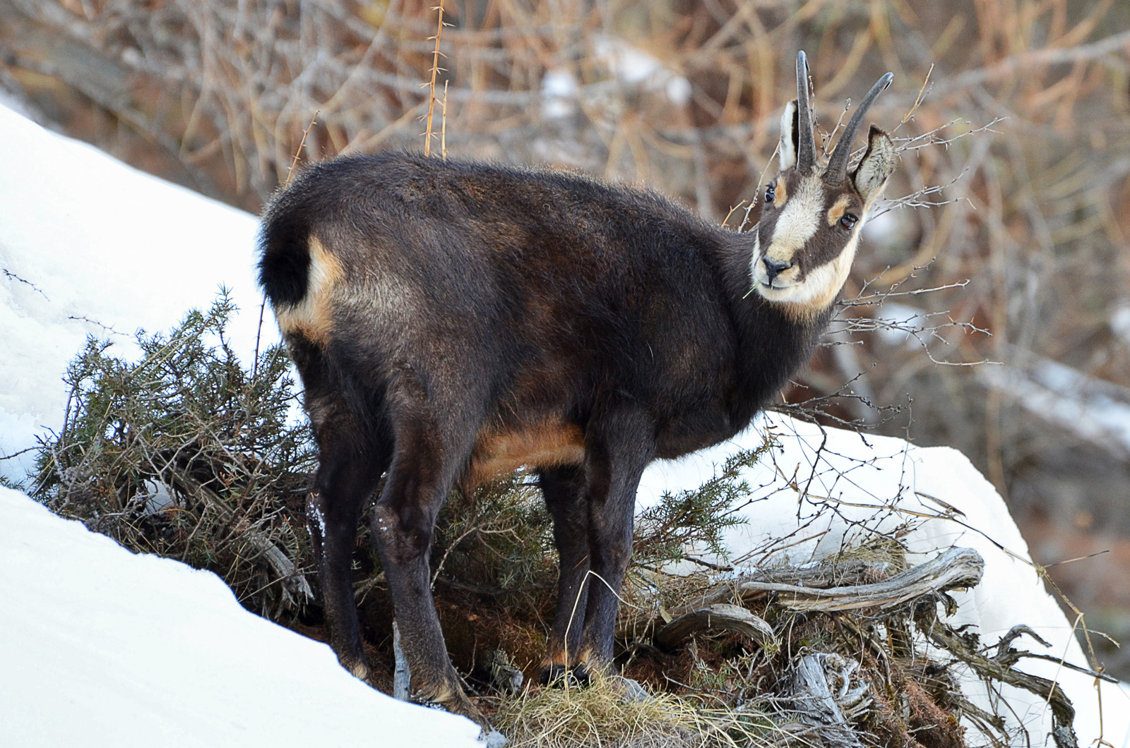 Piacevoli incontri nel bosco