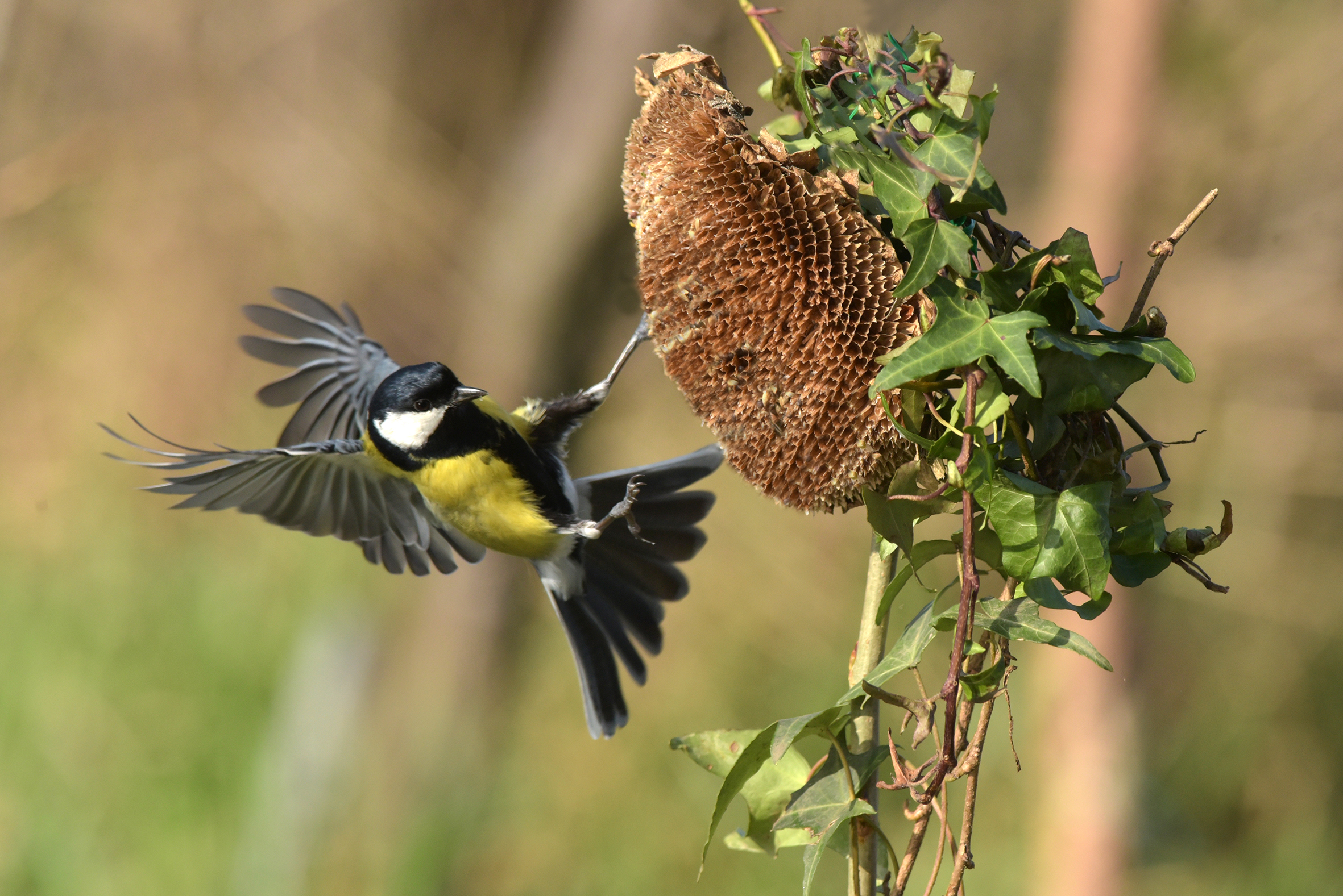 cinciallegra in volo