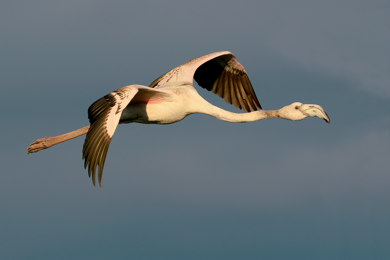 "young" at dawn. (Phoenicopterus roseus)