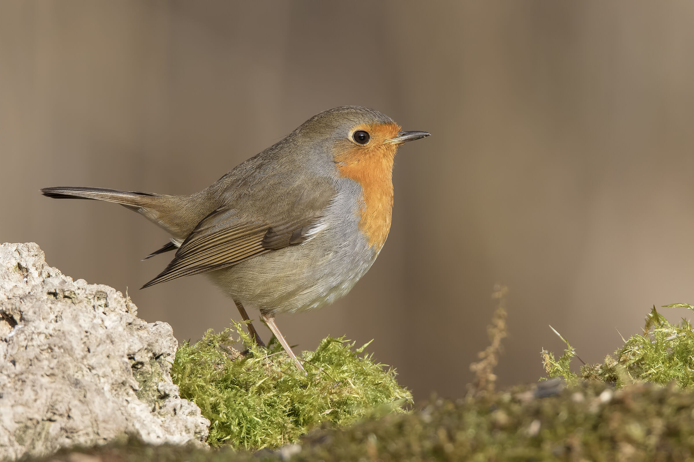 The Robin