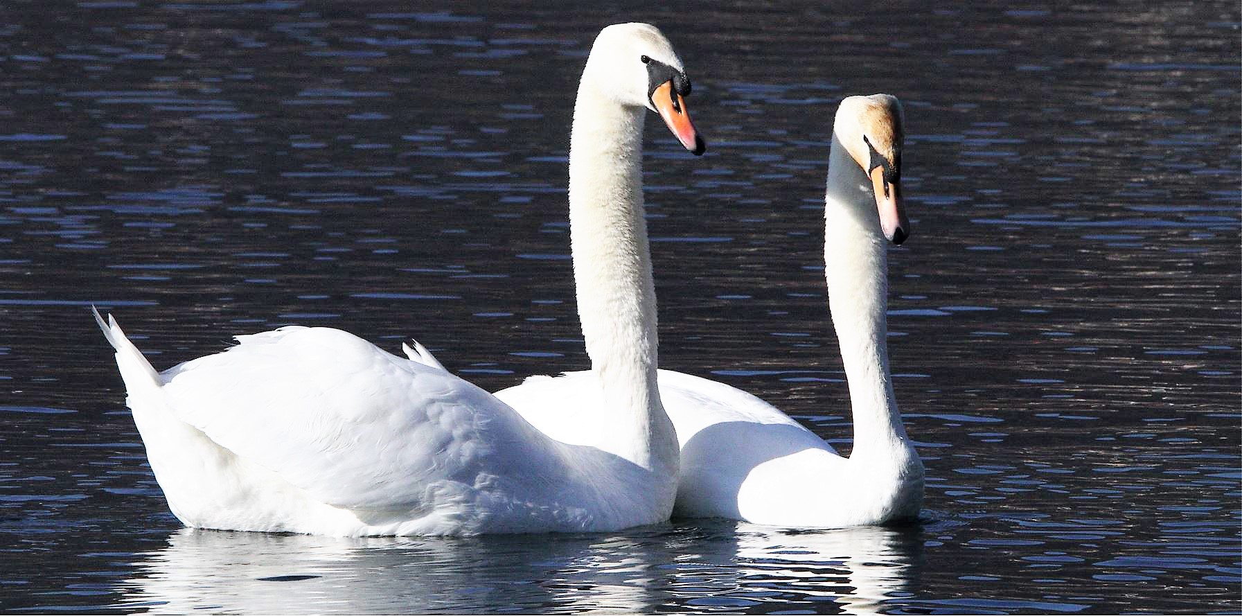 swans 12-02-2022