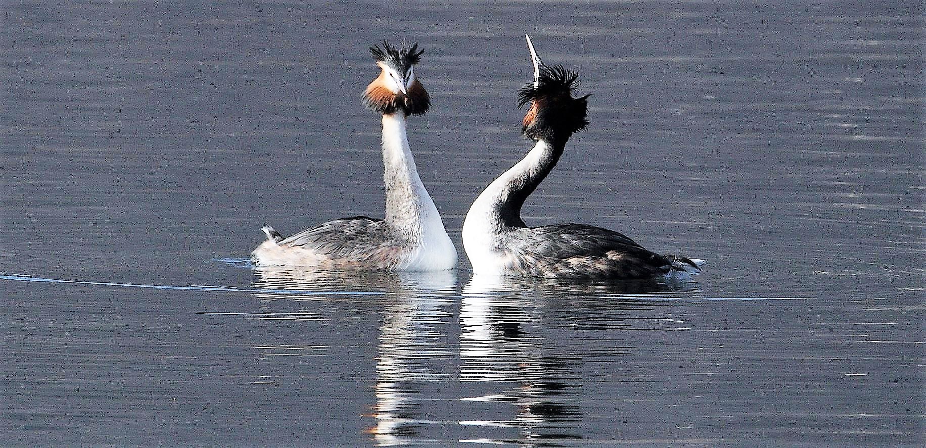 great grebes 12-02-2022