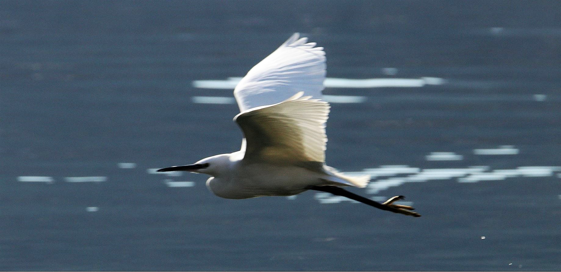 egret 12-02-2022