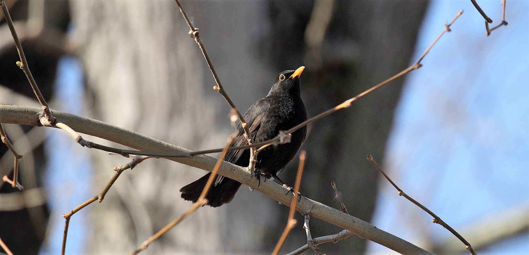 Blackbird 12-02-2022