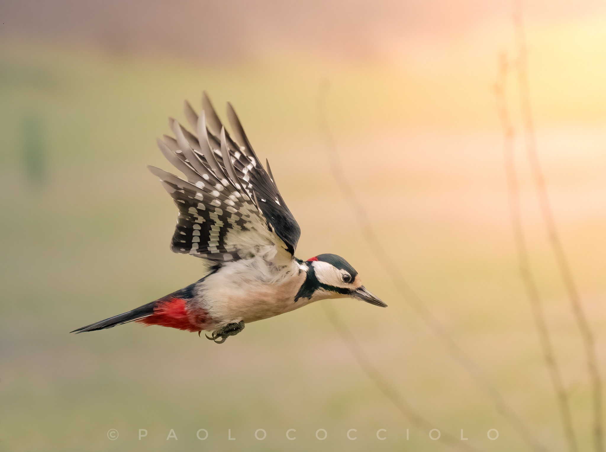 Picchio rosso maggiore in volo