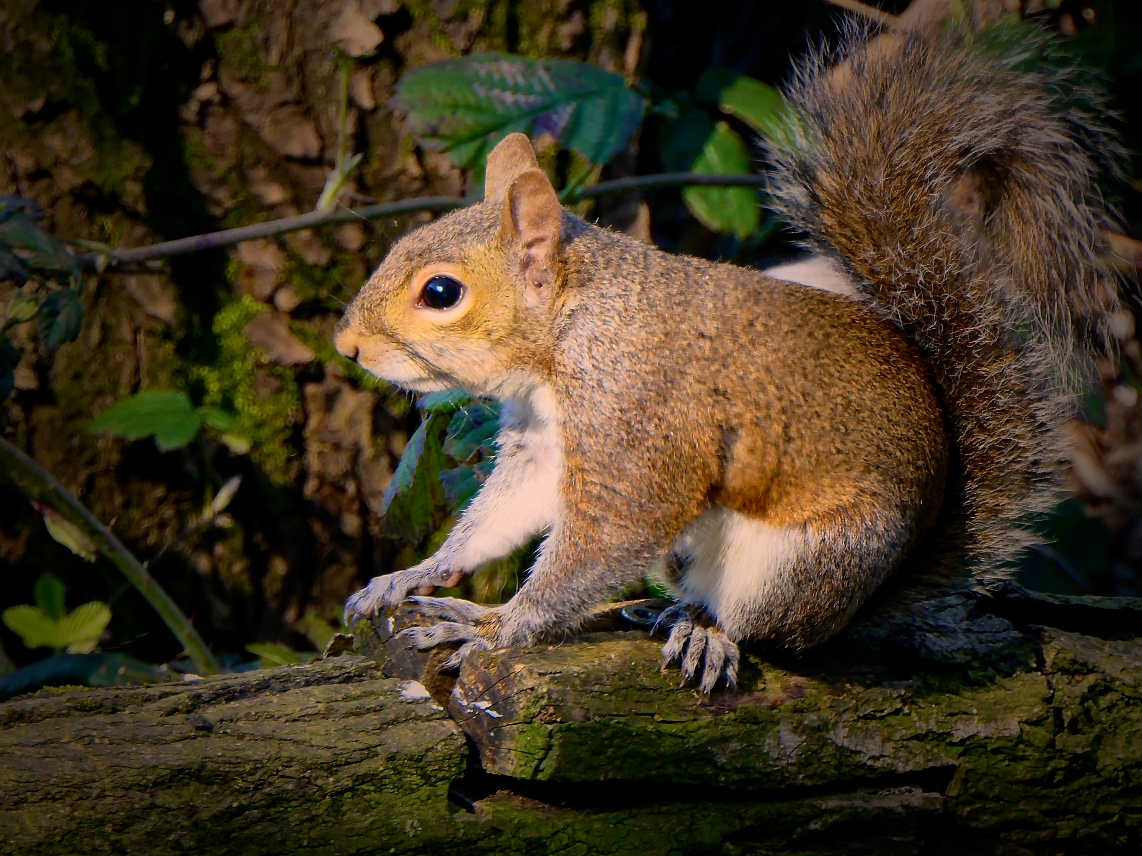 Squirrel