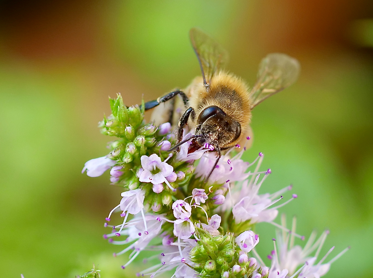 Active pollination
