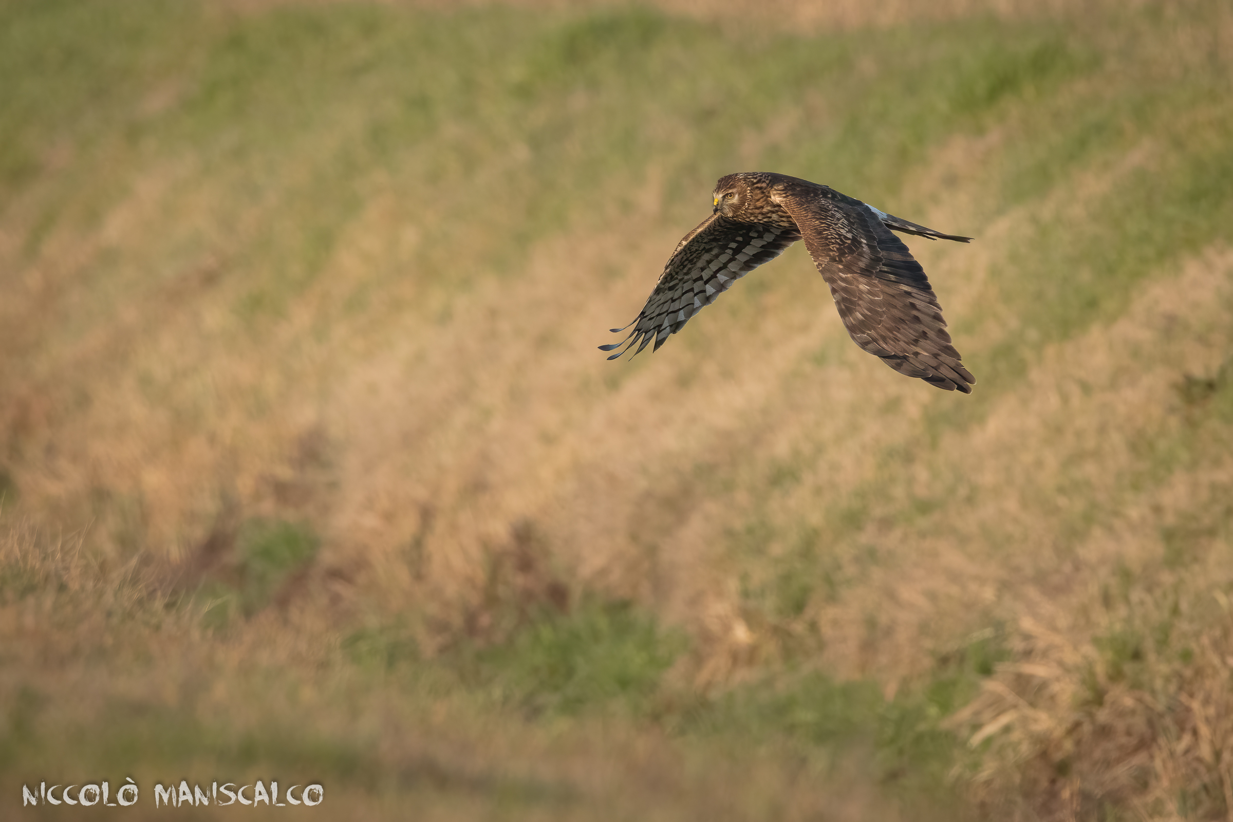 Controllo della Superficie