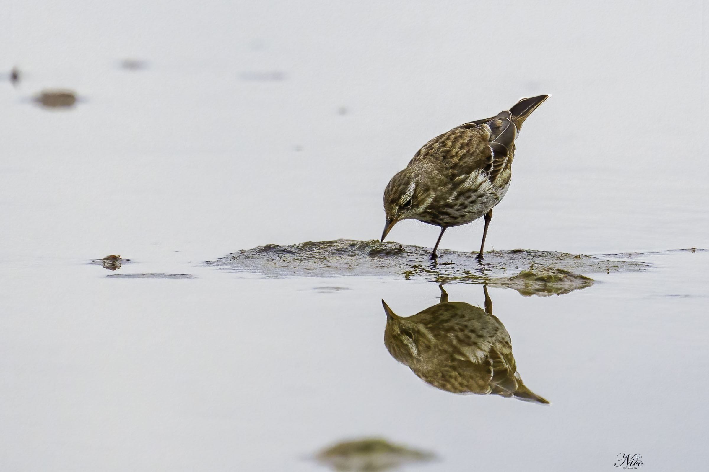 Spioncello vanitoso allo specchio