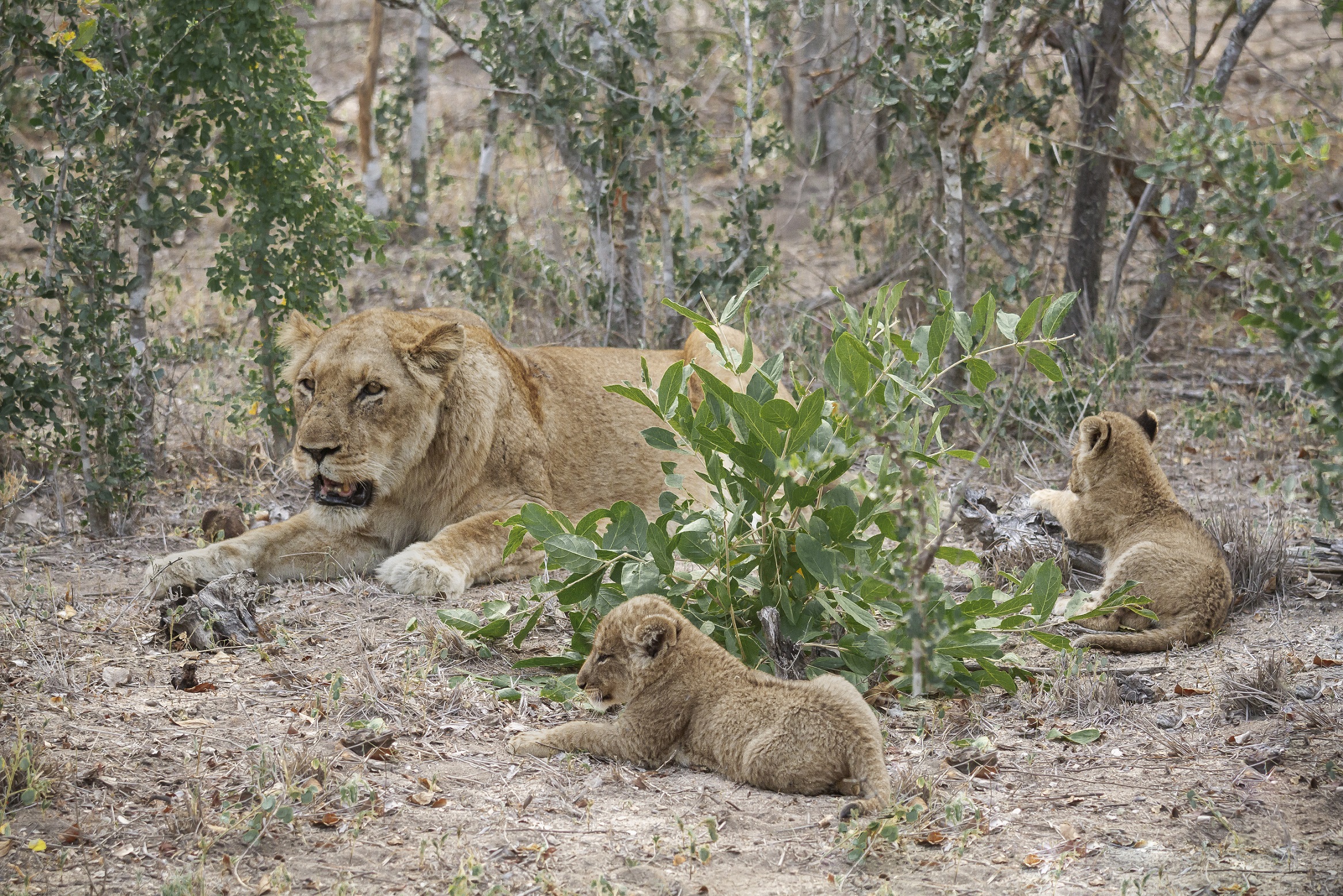 Quadretto di famiglia...