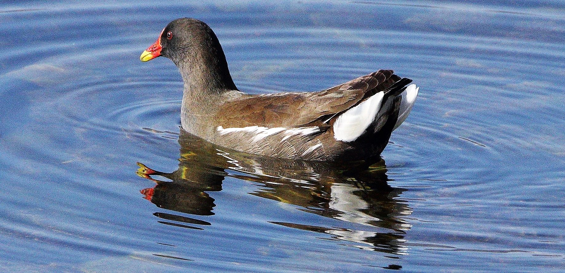 moorhen 12-02-2022