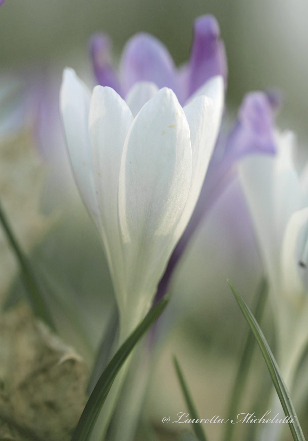 spring