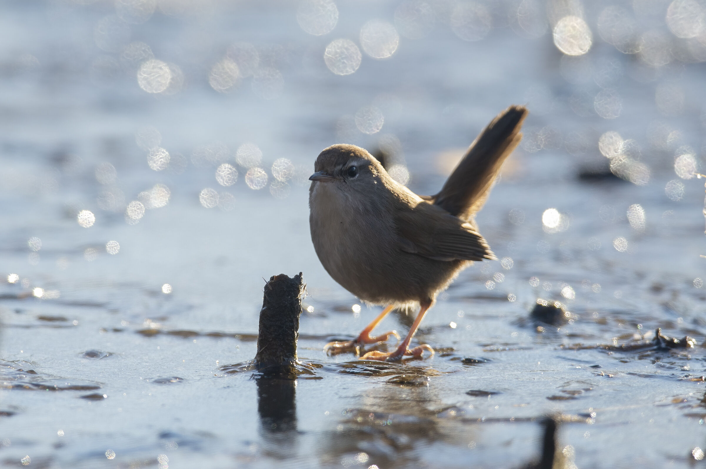River nightingale (Cettia cetti)