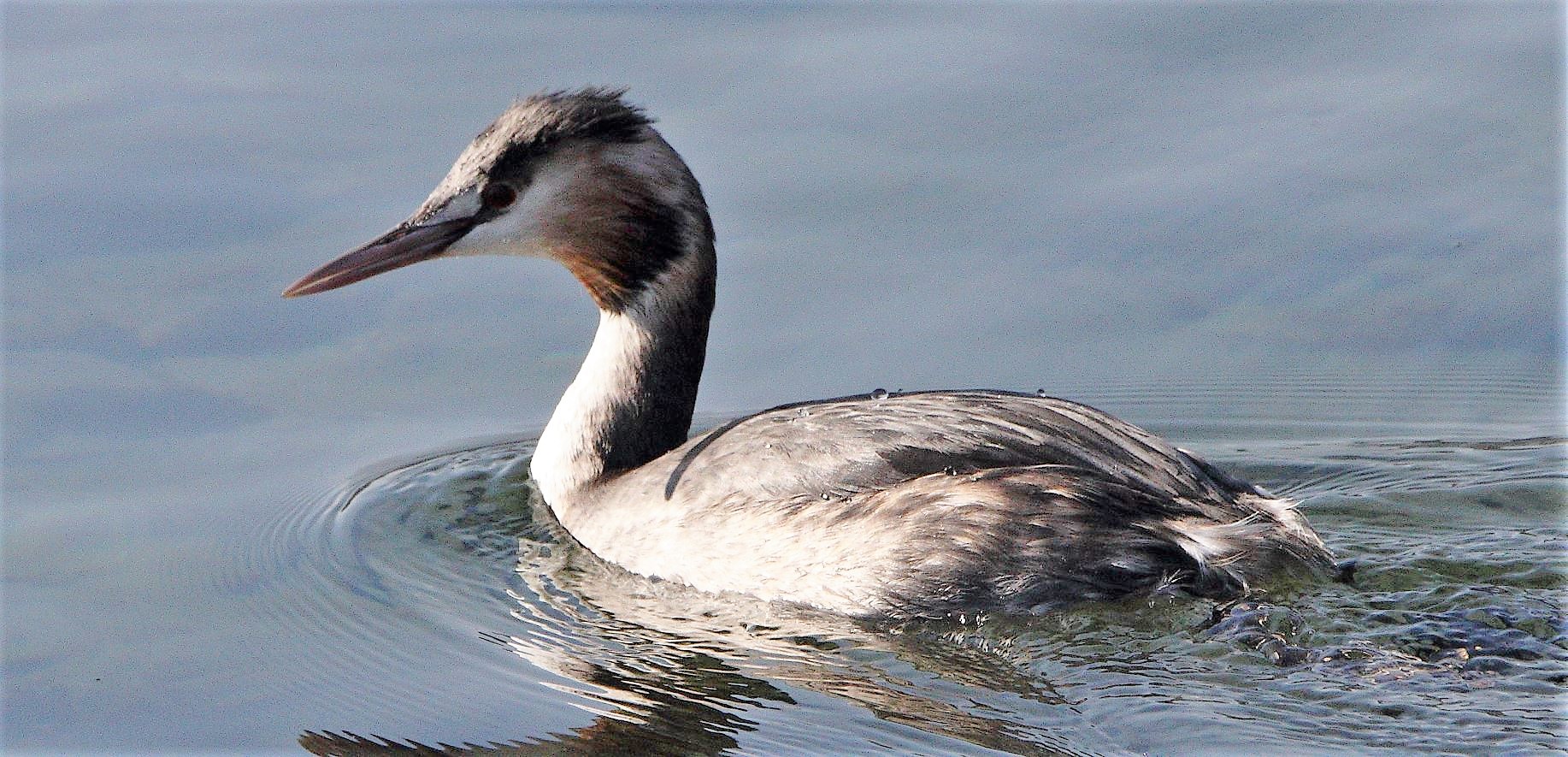 grebe 12-02-2022