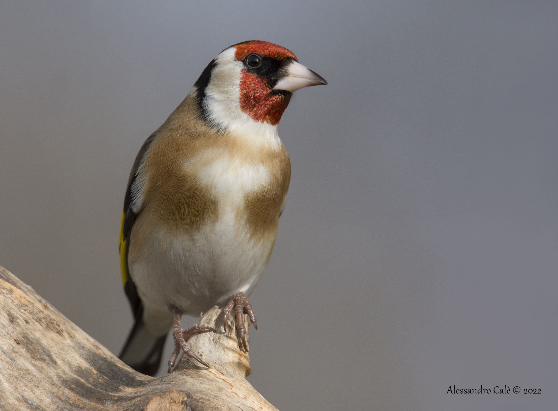 Carduelis carduelis (Cardellino) 3393