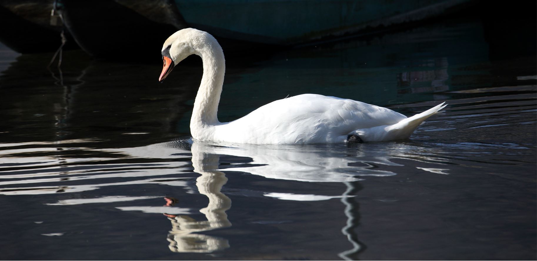 swan 132-02-2022