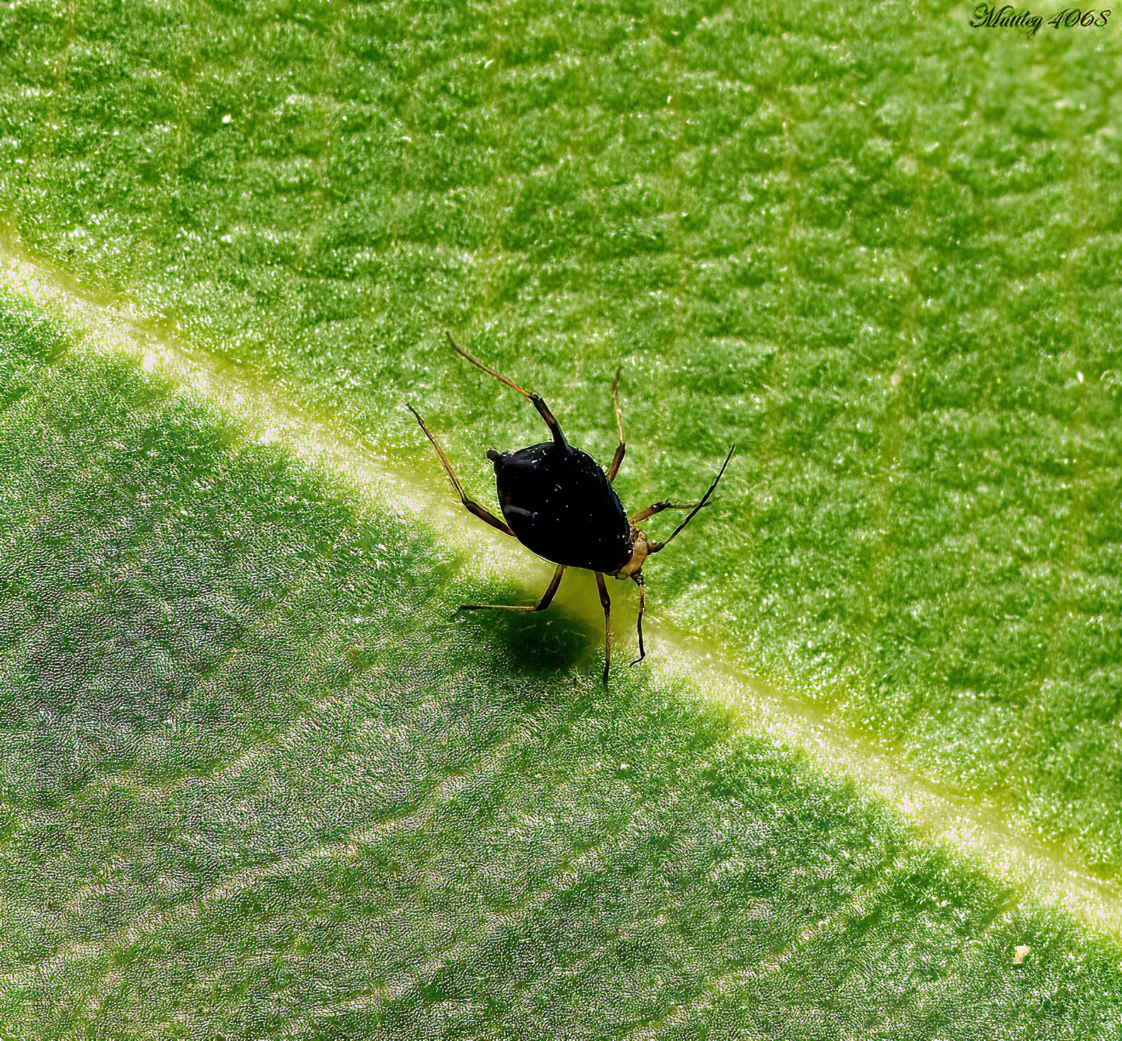 spider Neoscona Simon order Araneae