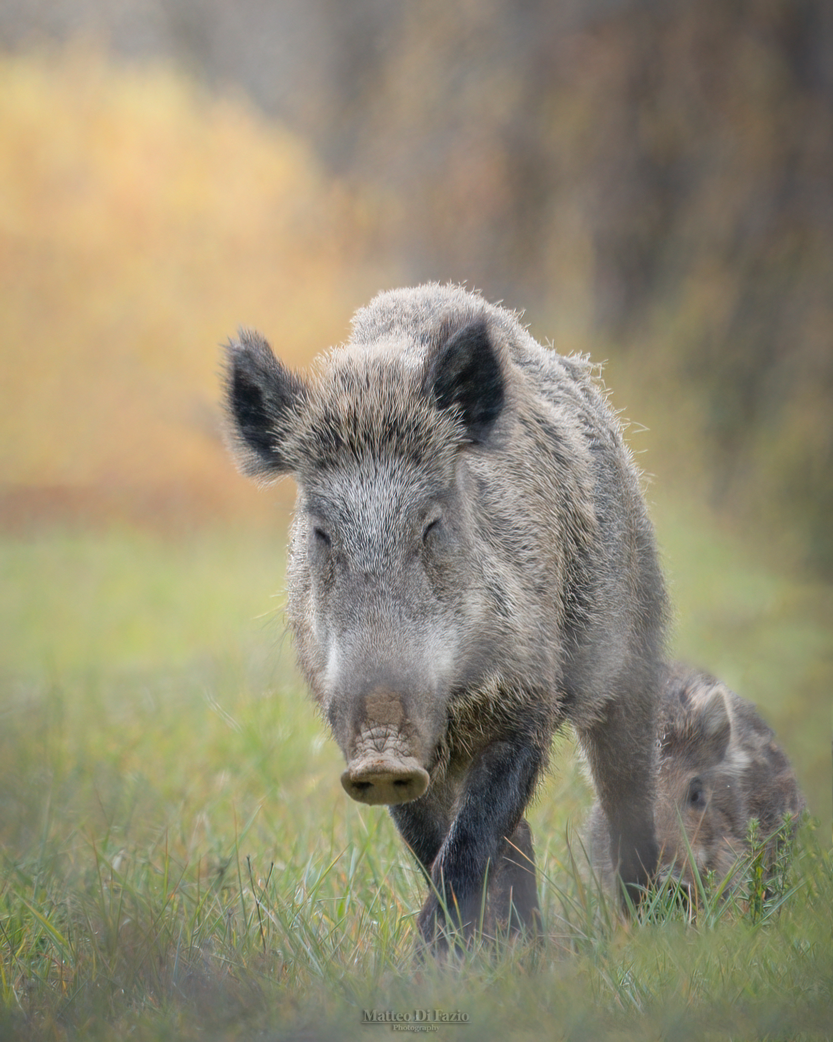 Mother of Wild Boar with puppy