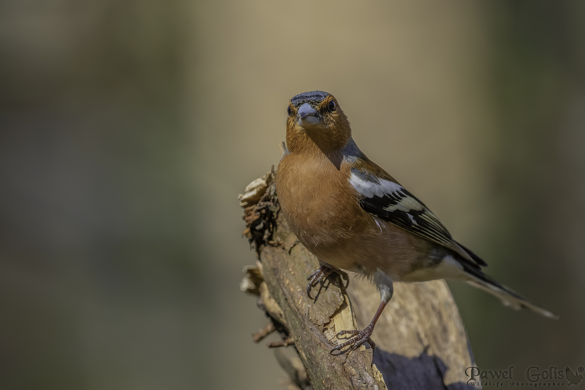 Fringuello comune (Fringilla coelebs)