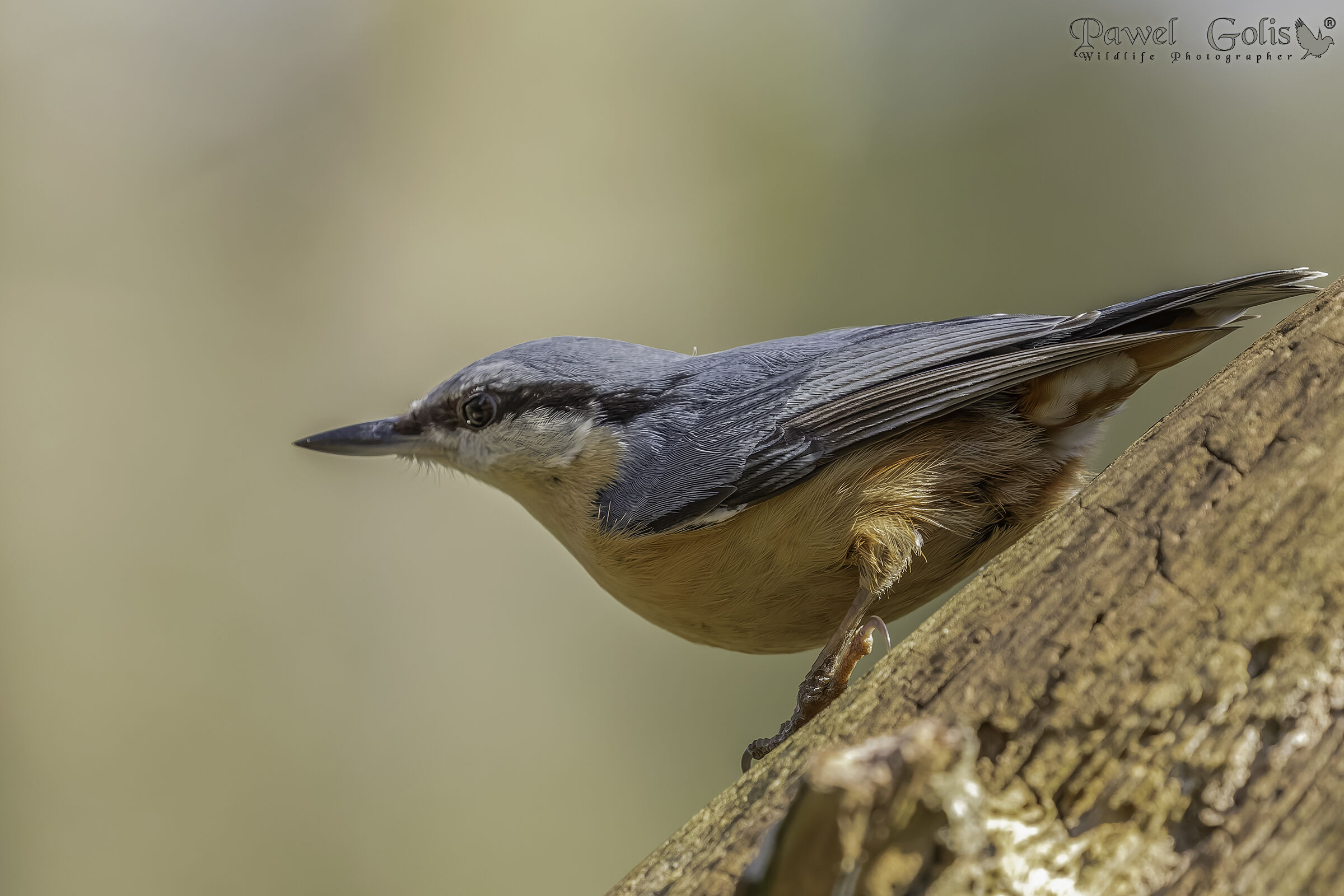 Nuthatch (Sitta europaea)