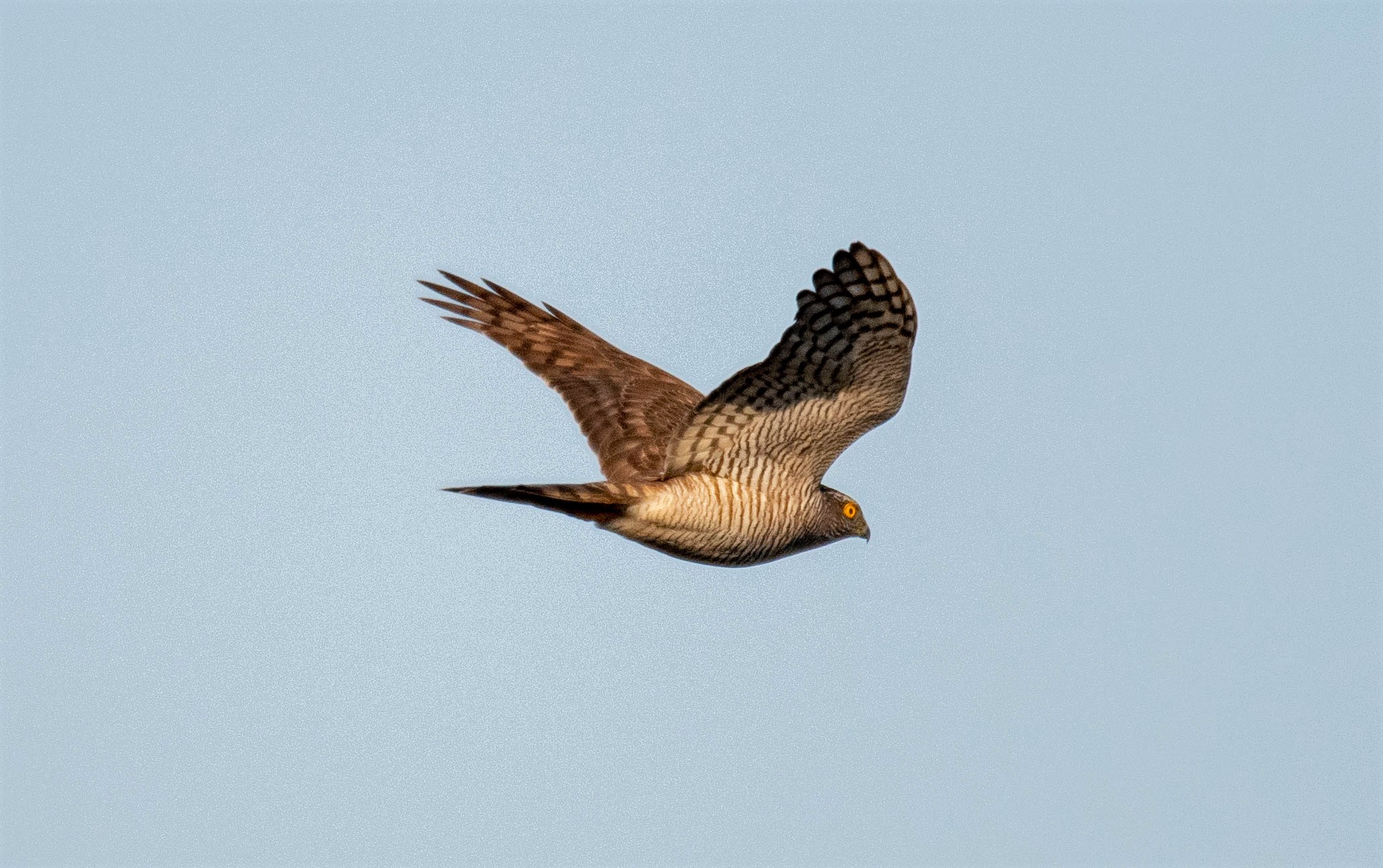 sparrowhawk
