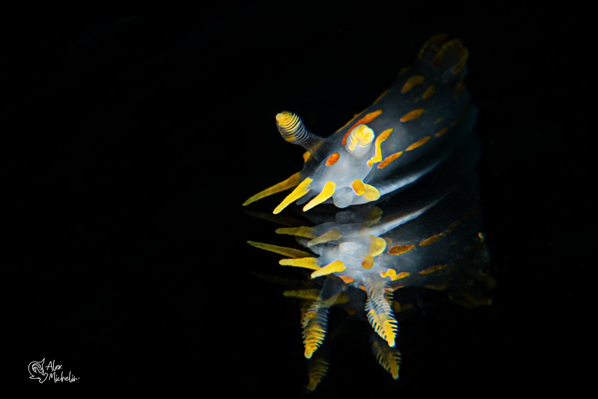 Speculata