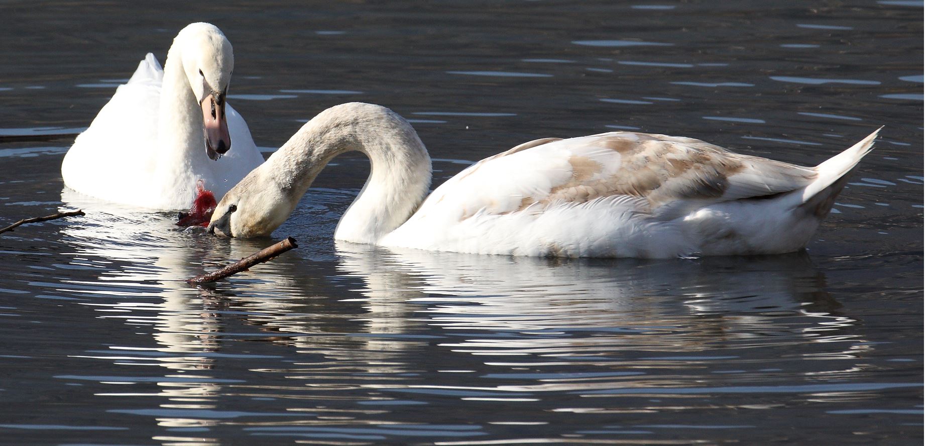 swans 13-02-2022