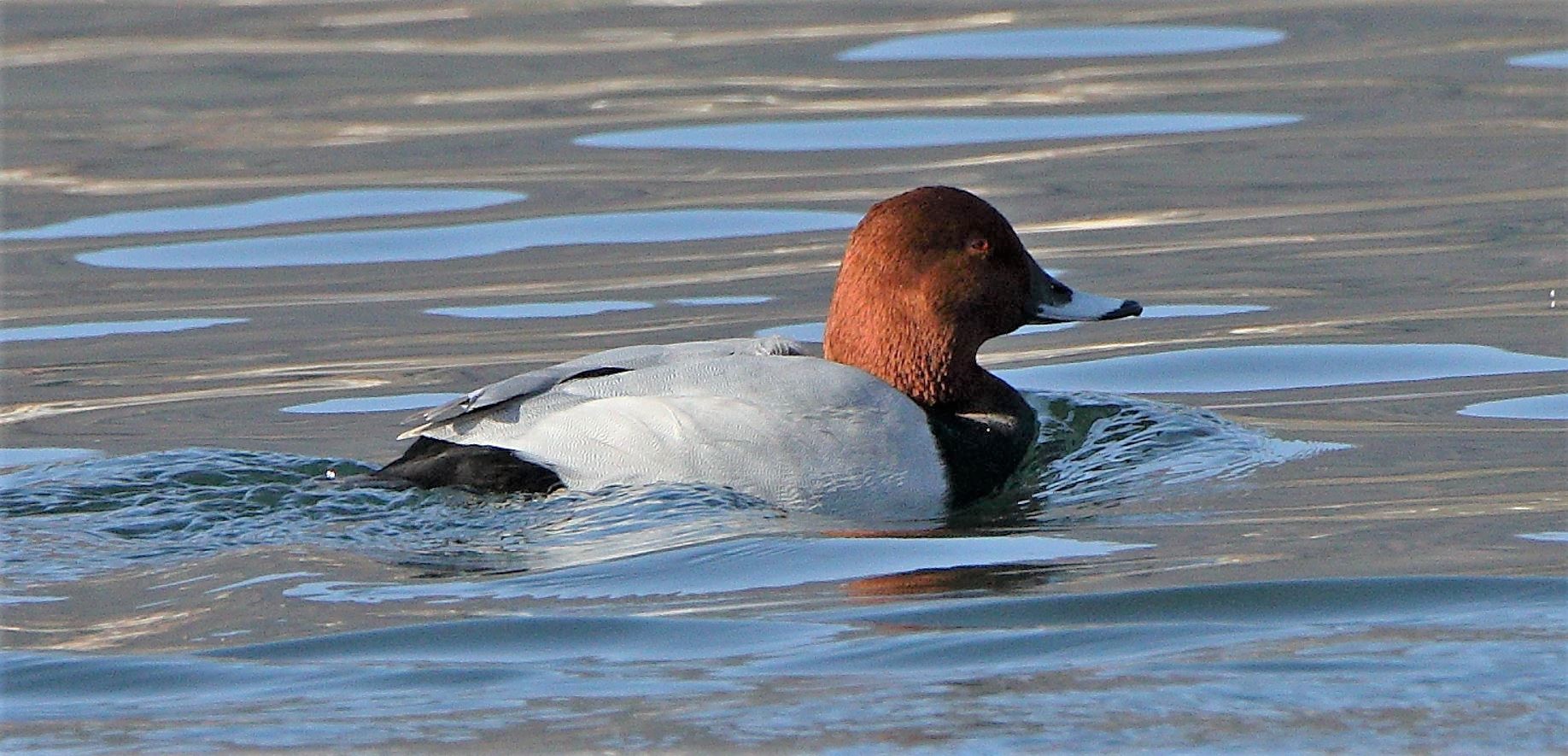 moriglione 13-02-2022