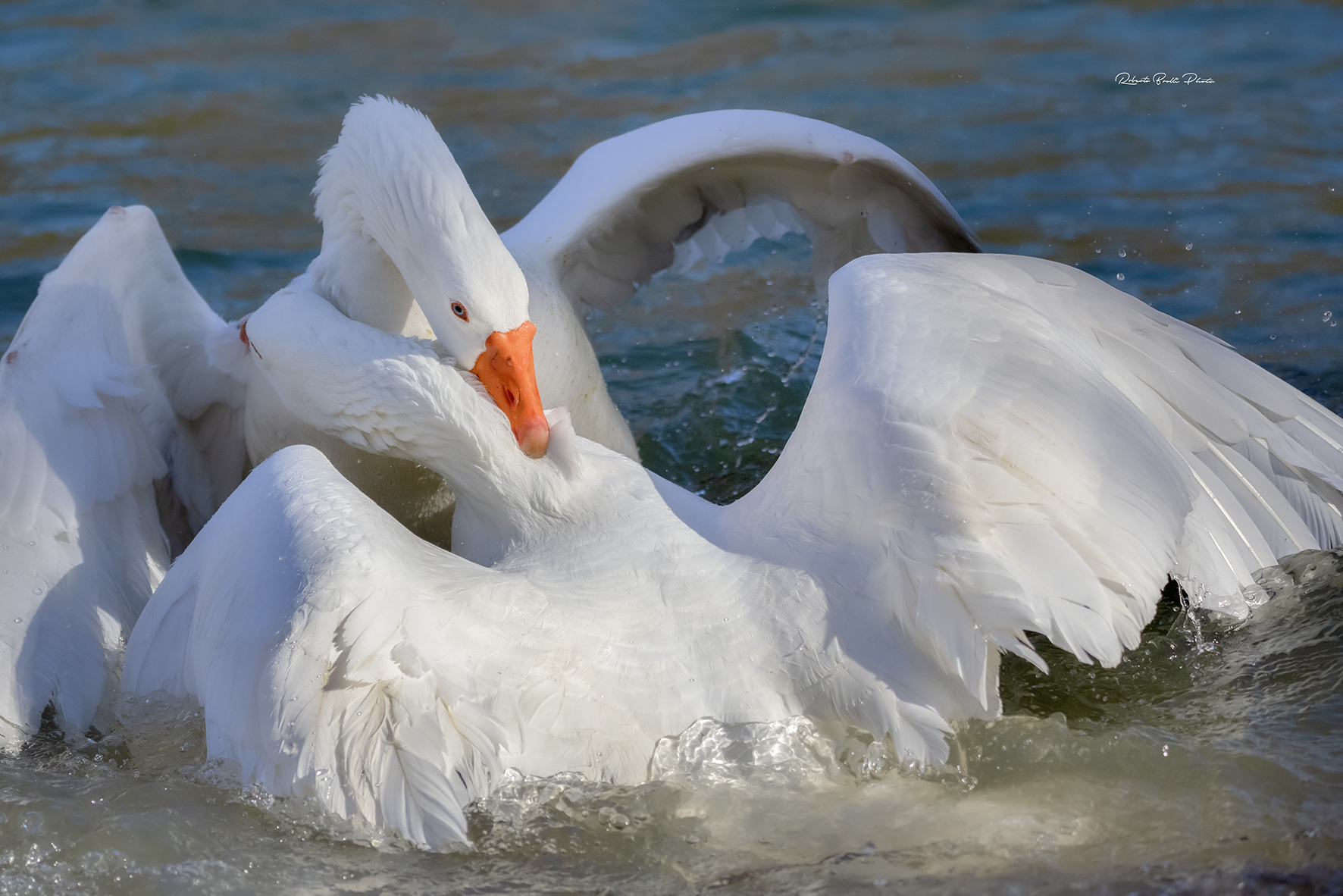 Duel between geese