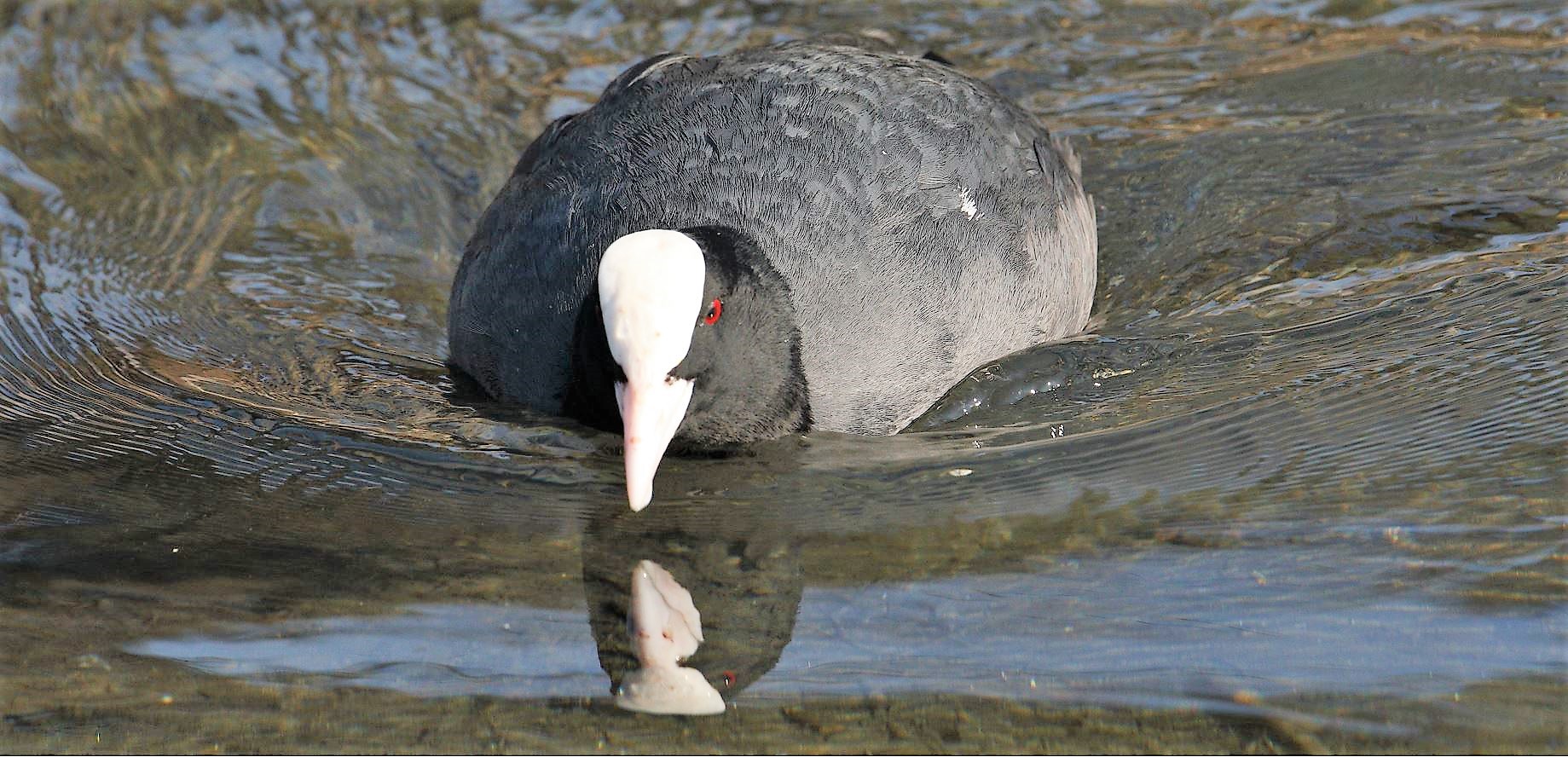coot 13-02-2022