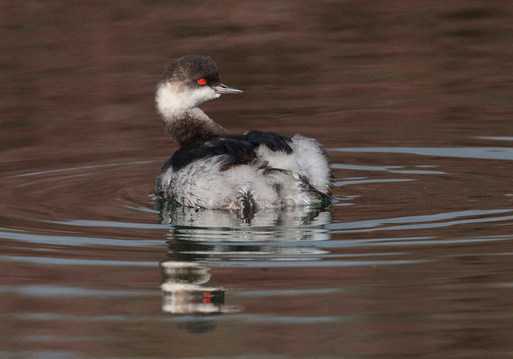 bruzzic grebe.
