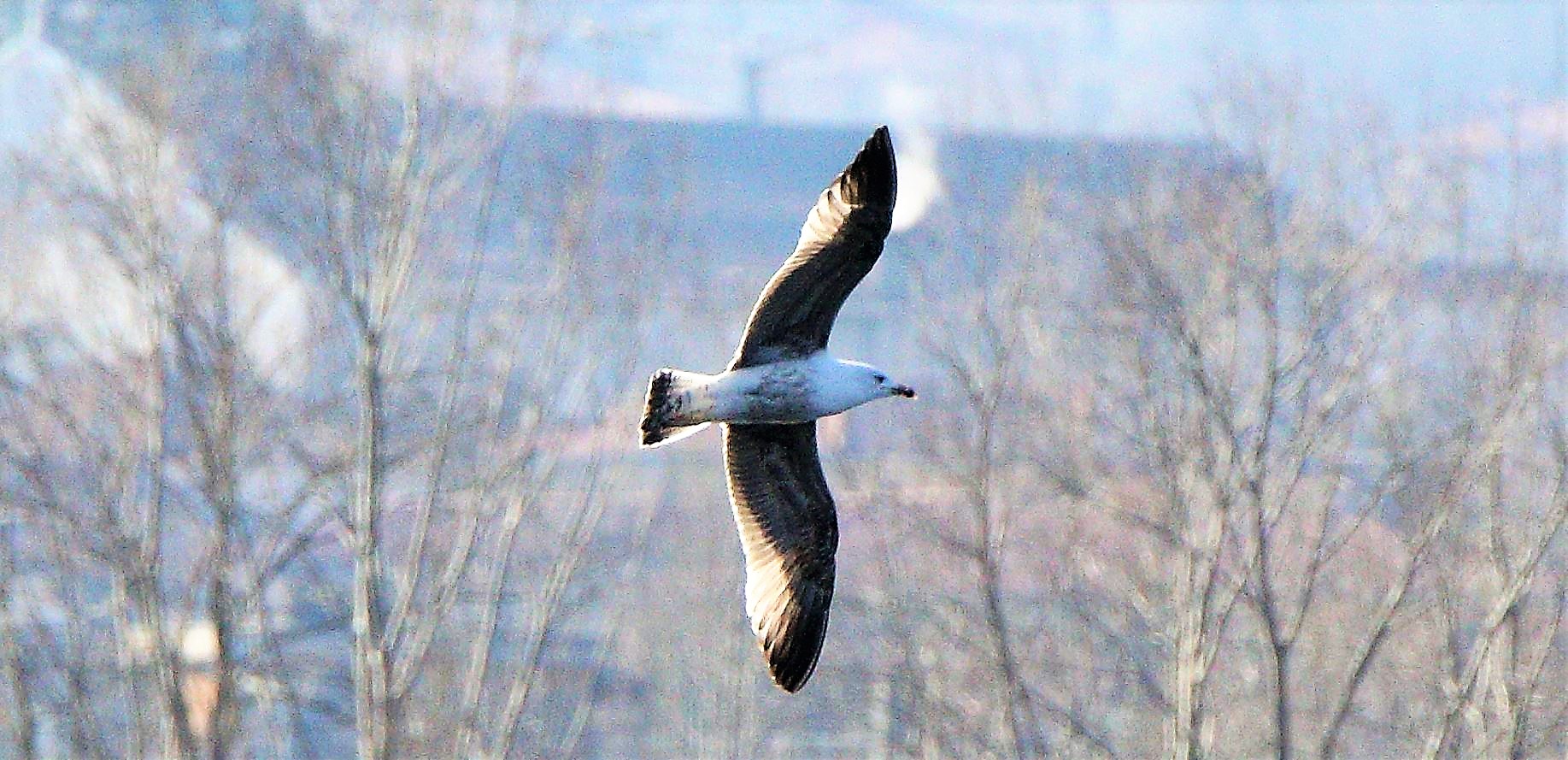 Herring gull 13-02-2022