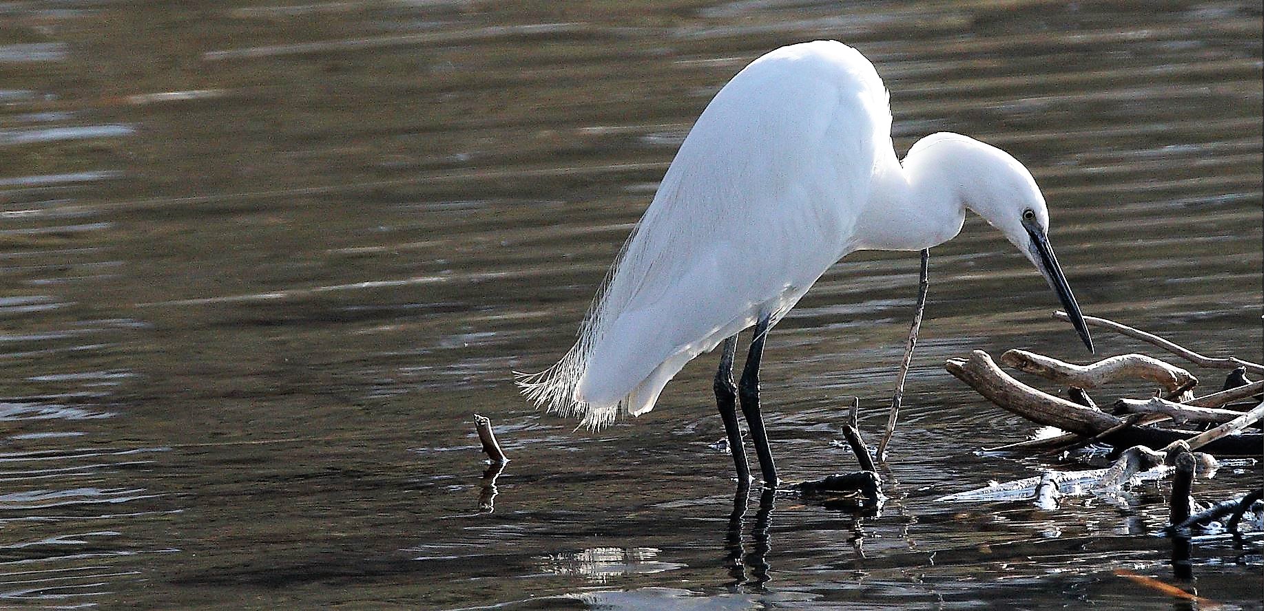 Egret 13-02-2022