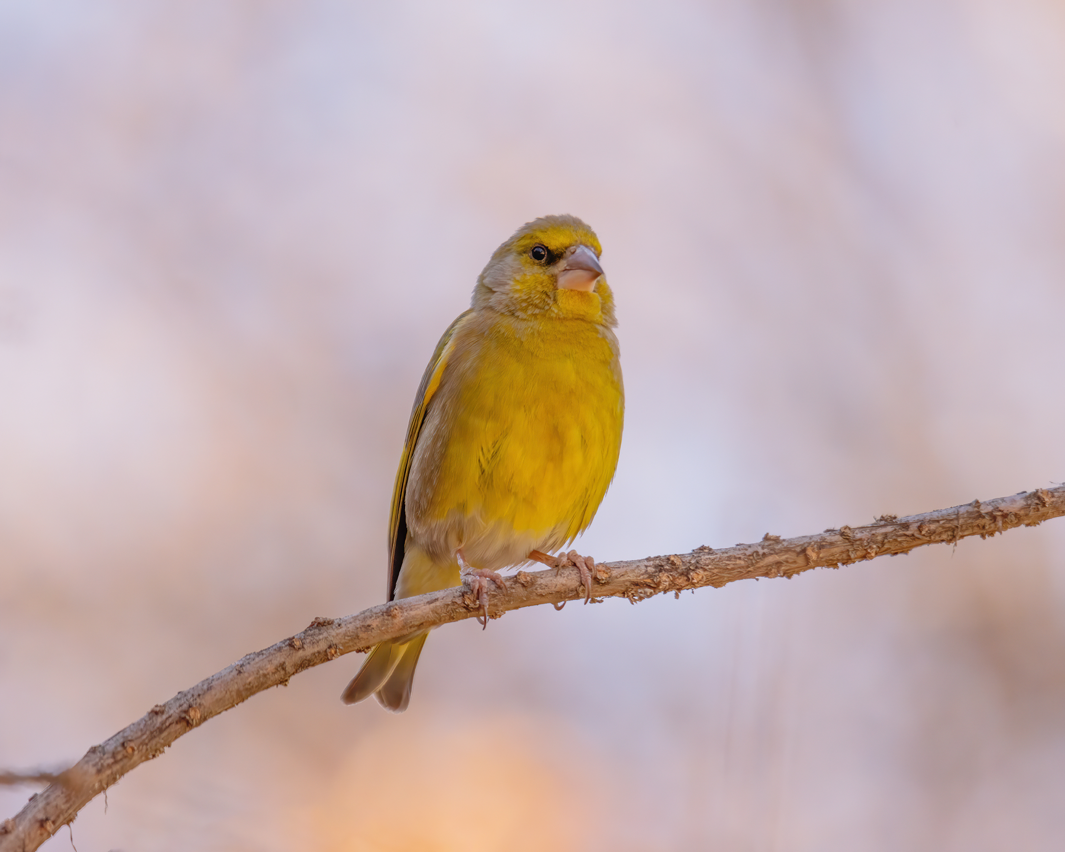 Verdone europeo (maschio)
