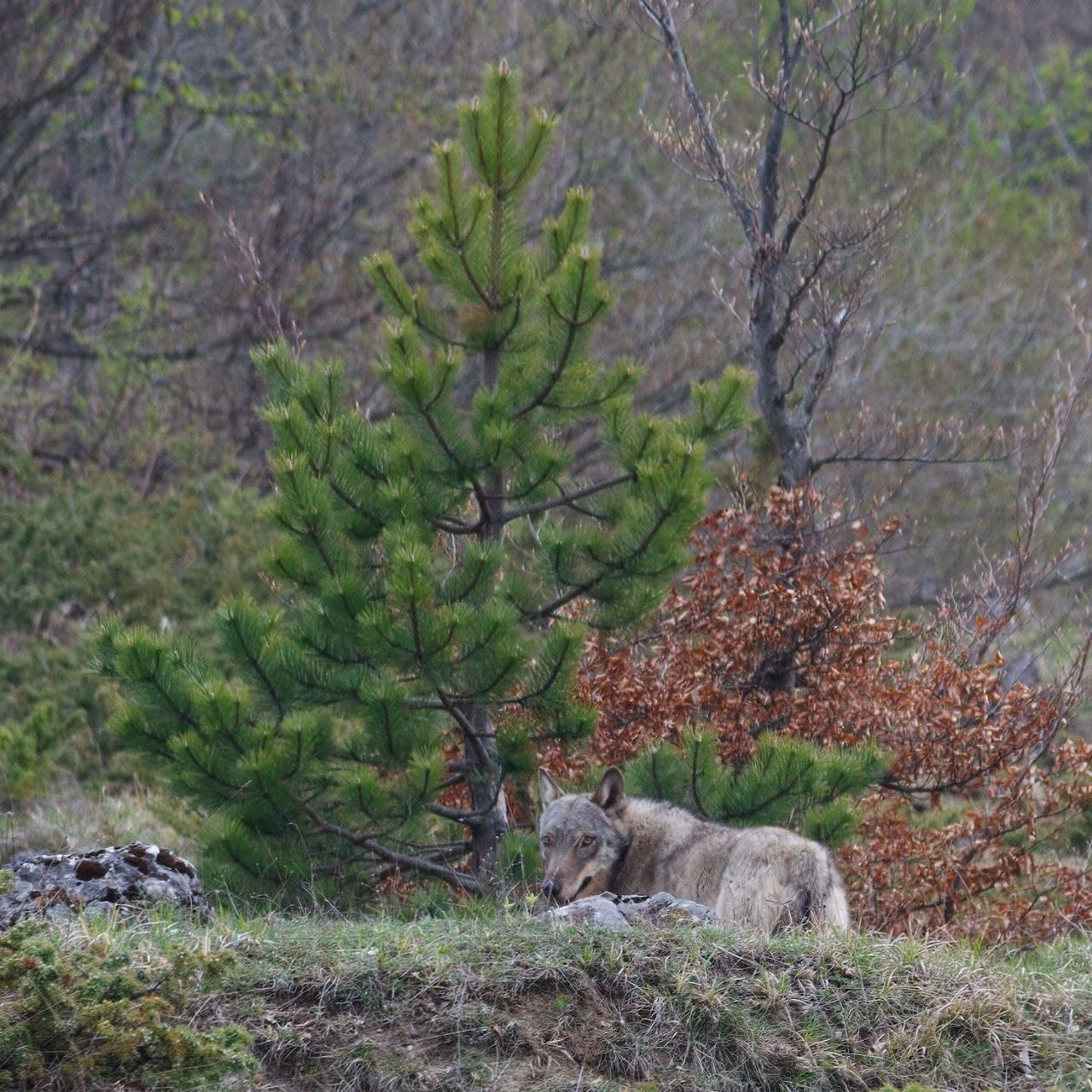 lupo appenninico sul Gran sasso