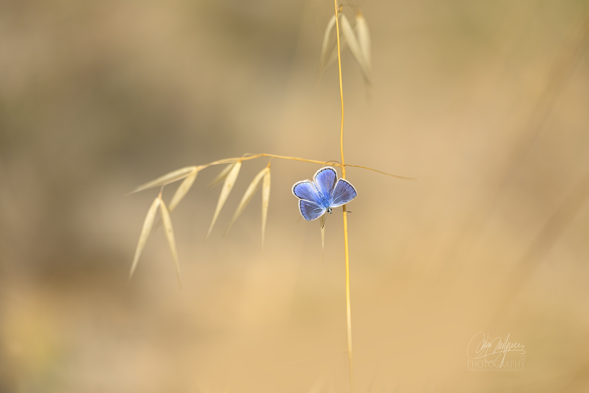 Cyan
