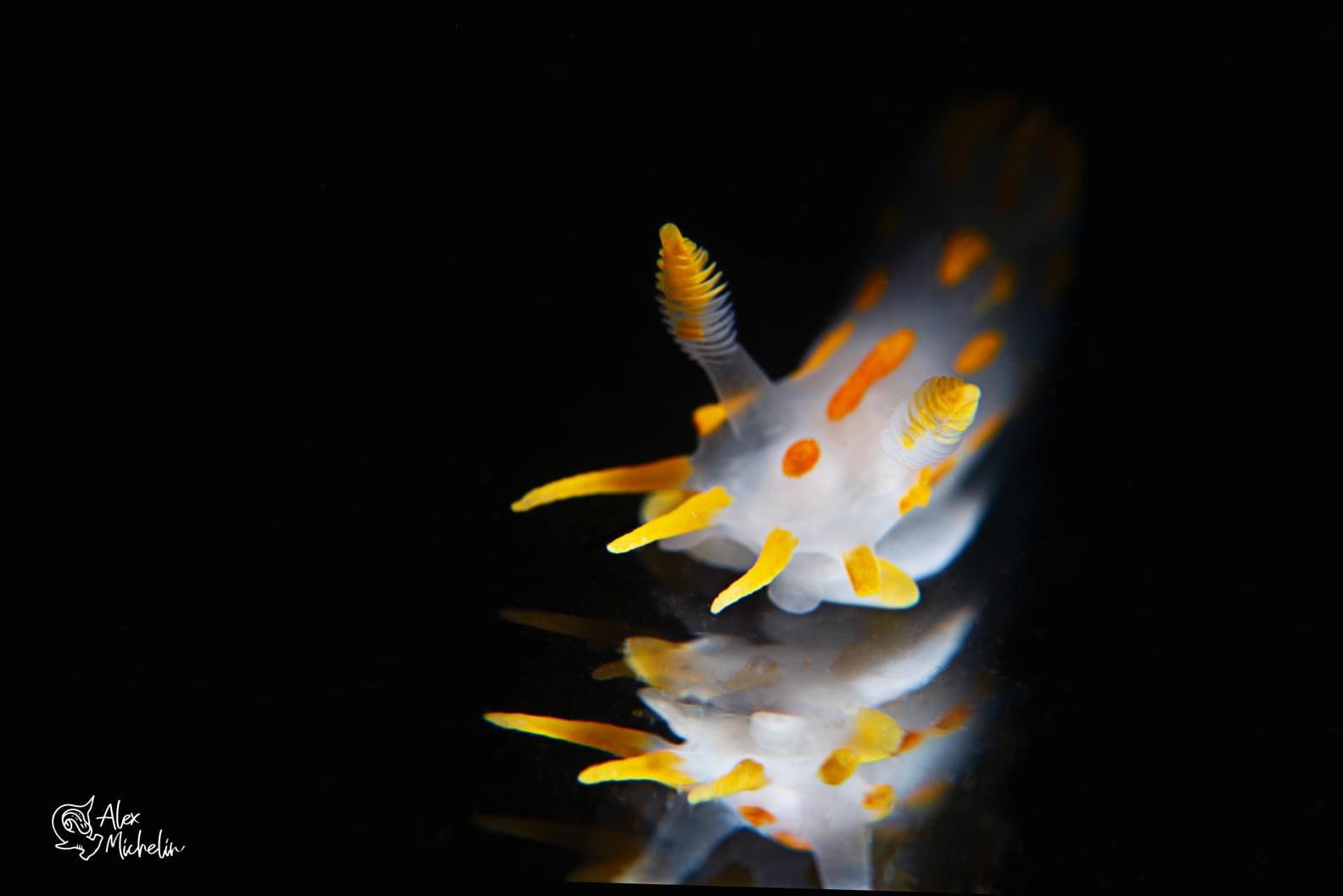 Specchio specchio delle mie brame