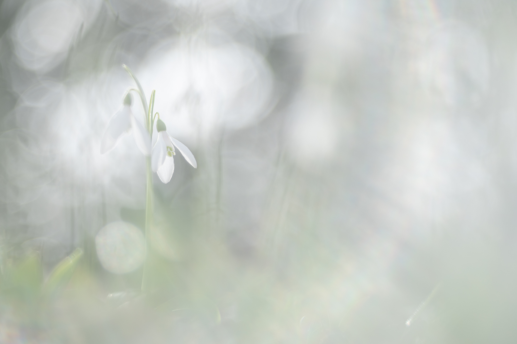 Primavera