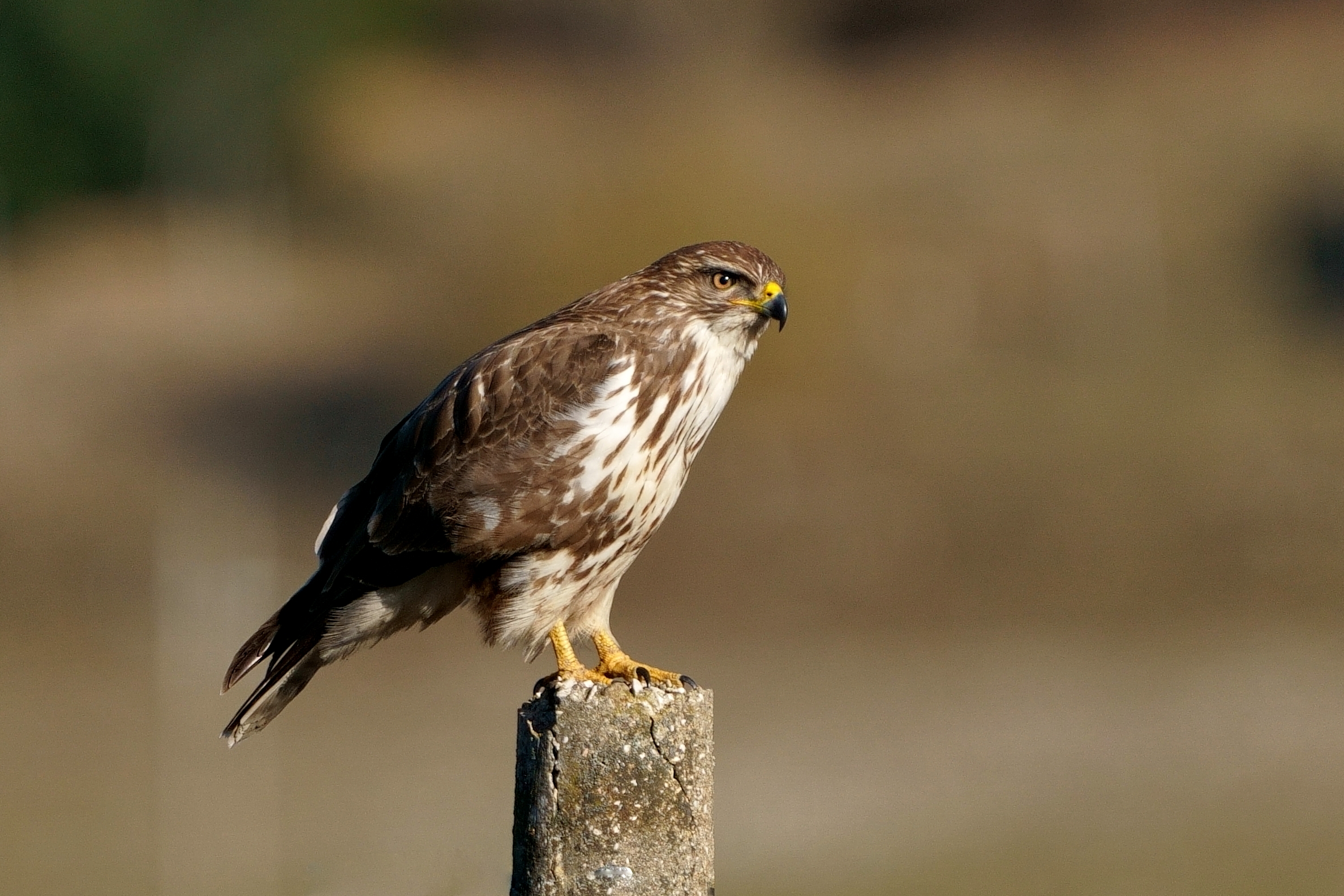 Buzzard (Buteo buteo)