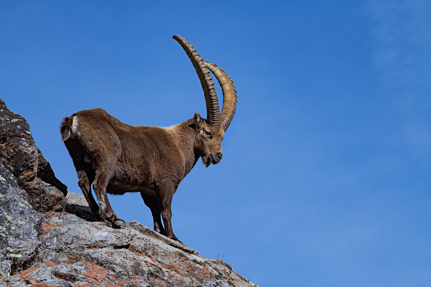 Ibex