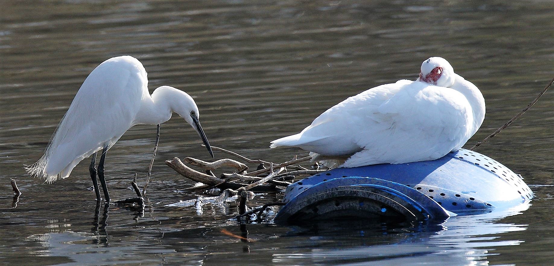egret and duck molt 13-02-2022