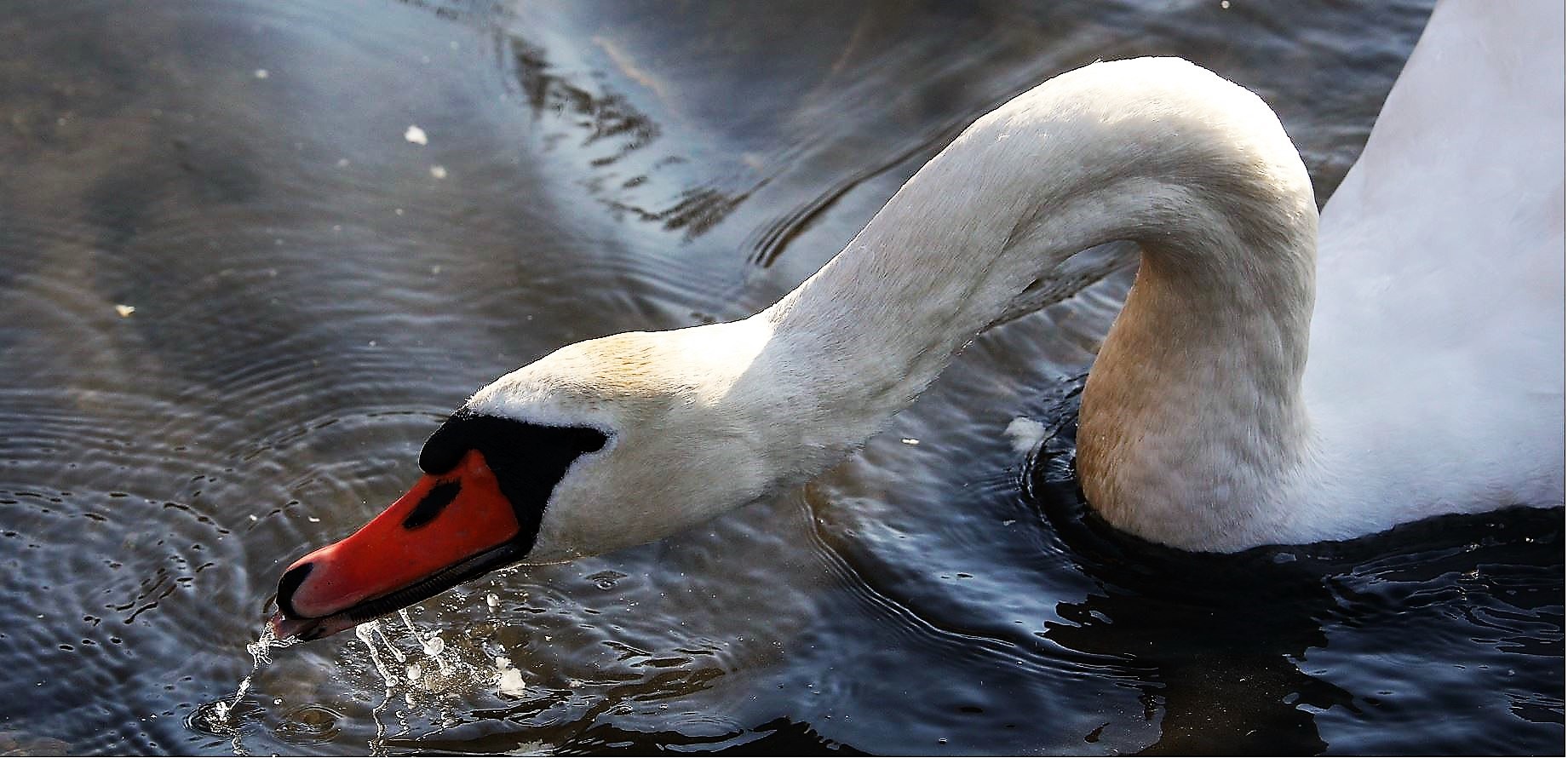 swan 13-02-2022