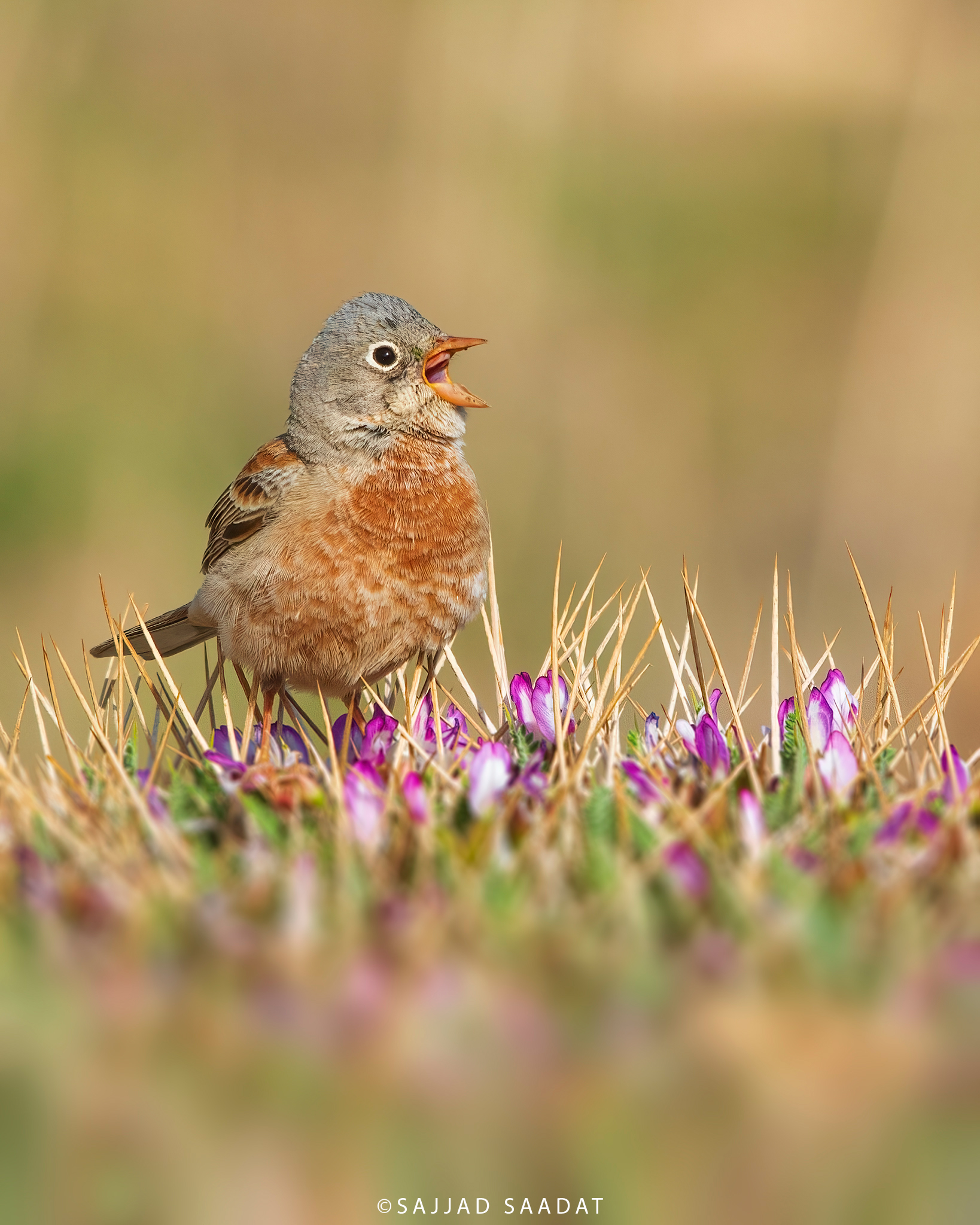 grey necked bunting