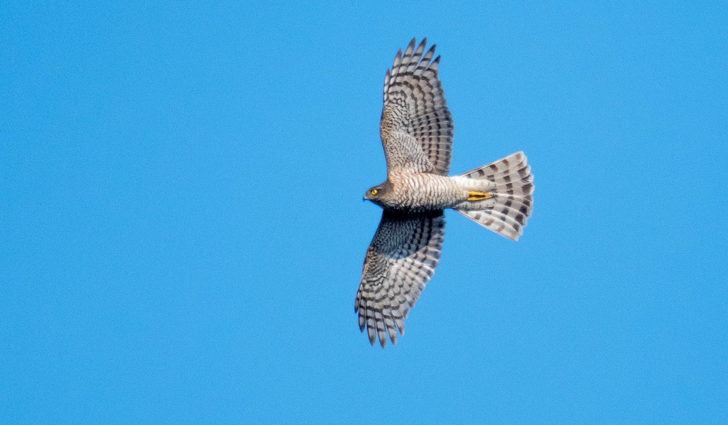 sparrowhawk