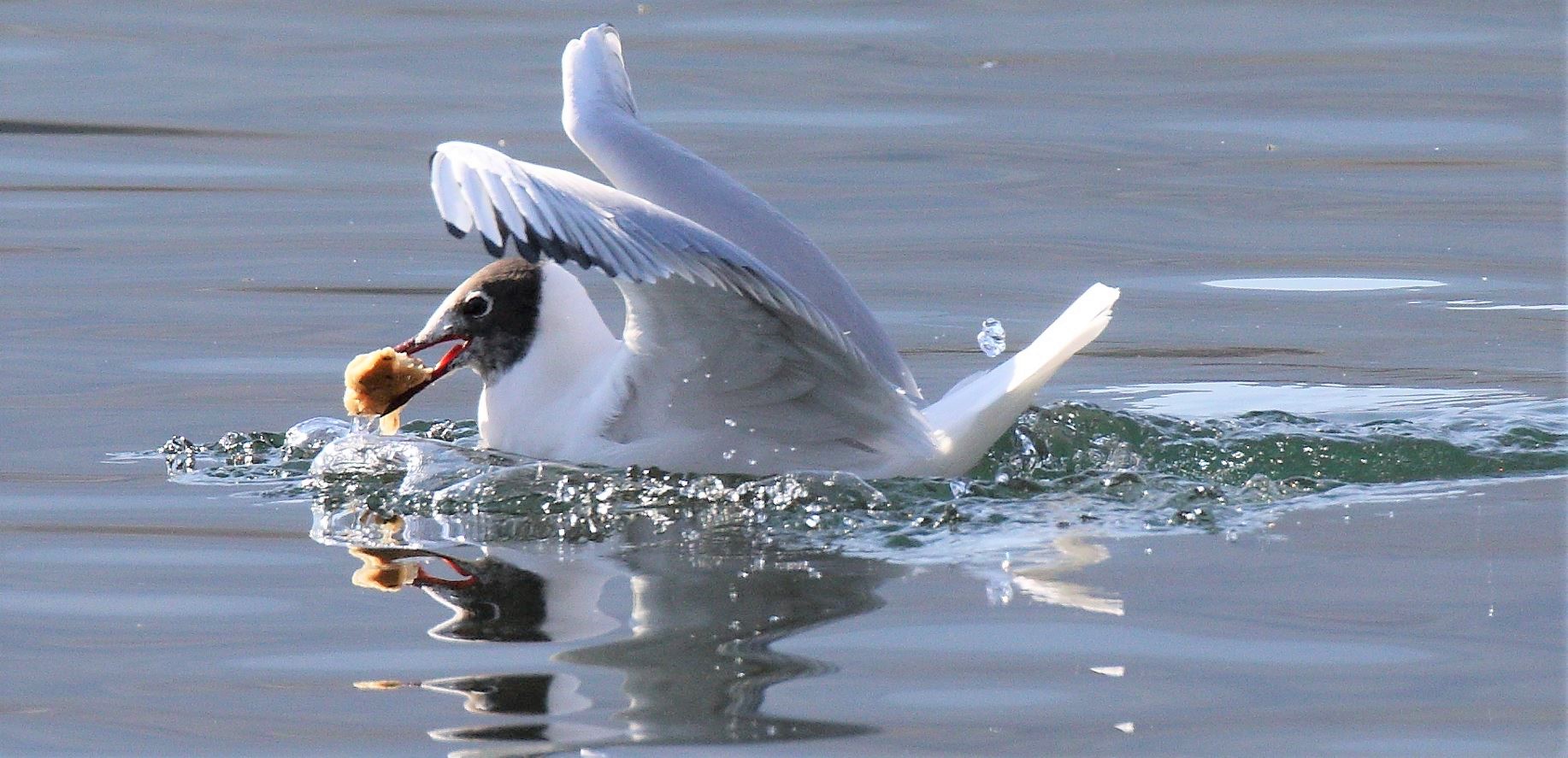 terrestrial gull 13-02-2022