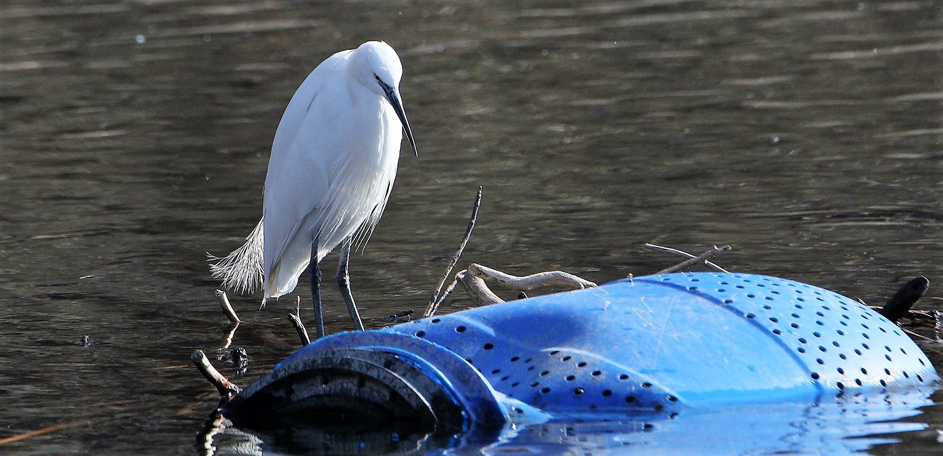 egret 13-02-2022