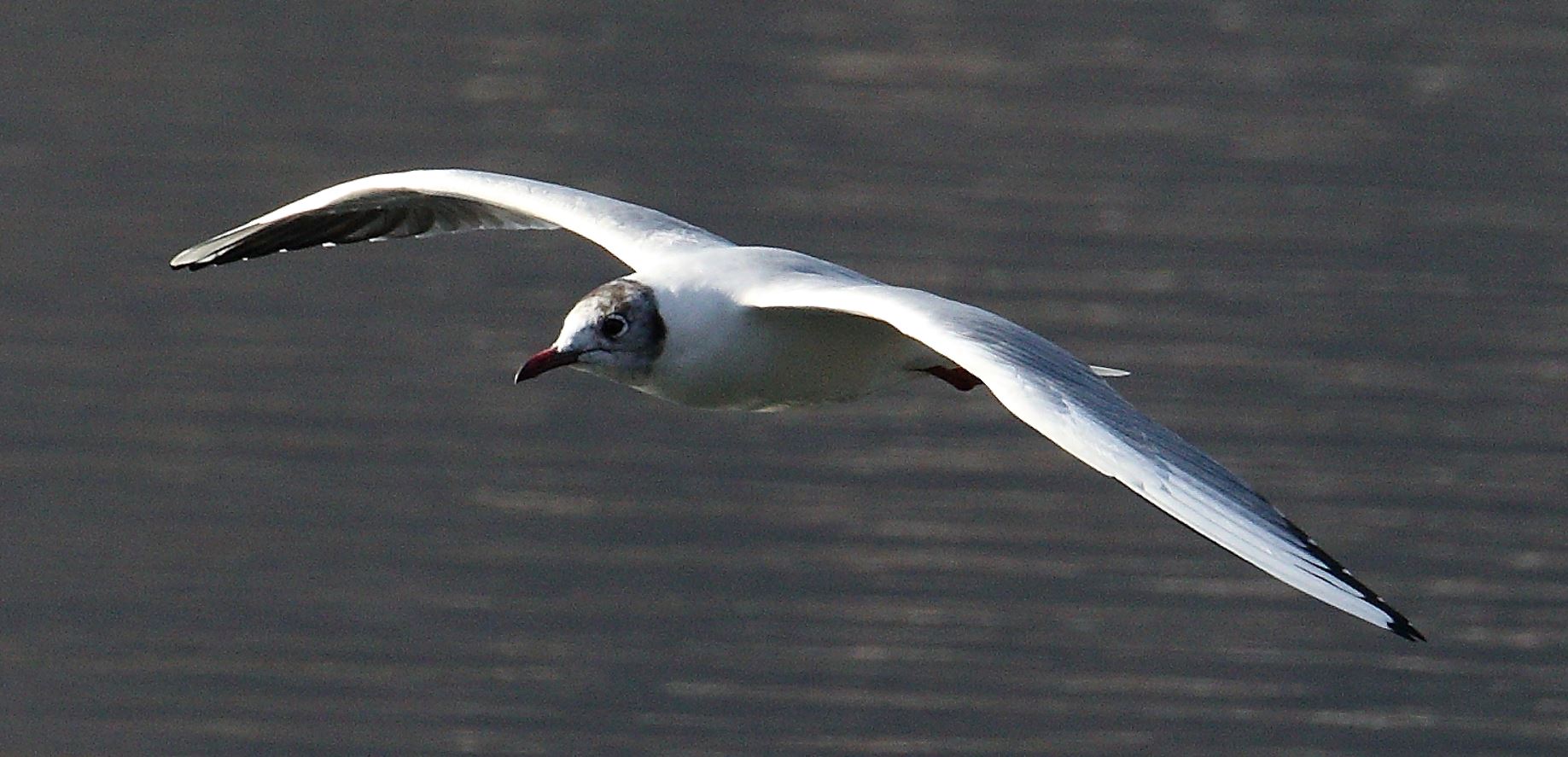 terrestrial gull 13-02-2022